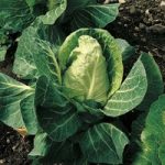 Cabbage ‘April’ (Spring)