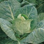 Cabbage ‘Durham Early’ (Spring)