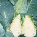 Cabbage ‘Caramba’ F1 Hybrid (Summer/ Winter Sweetheart Type)