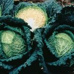 Cabbage ‘Siberia’ F1 Hybrid (Winter Savoy)