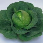 Cabbage ‘Elisa’ F1 Hybrid (Summer)