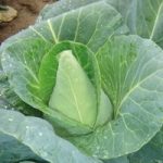 Cabbage ‘Jersey Wakefield’ (Summer) – Heritage