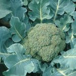 Broccoli ‘Spiridon’ F1 Hybrid (Calabrese)