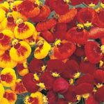 Calceolaria ‘Sunset Mixed’