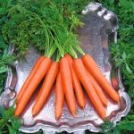 Carrot ‘Tendersnax’ F1 Hybrid