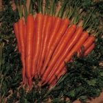 Carrot ‘Sugarsnax 54’ F1 Hybrid