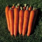 Carrot ‘Bangor’ F1 Hybrid