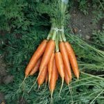Carrot ‘Nantes 2’