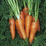 Carrot ‘Chantenay Red Cored 3 – Supreme’