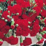 Dianthus caryophyllus ‘Trailing Carnations Mixed’
