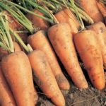 Carrot ‘Royal Chantenay’ – Heritage