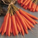 Carrot ‘Amsterdam Forcing’