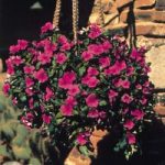 Catharanthus roseus ‘Mediterranean Lilac’