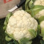 Cauliflower ‘Aalsmeer’ (Spring)