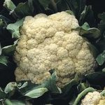 Cauliflower ‘All The Year Round’ (Spring/ Summer/Autumn)