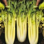 Celery Lathom Blanching Galaxy