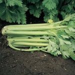 Celery ‘Tango’ F1 Hybrid (Self blanching)