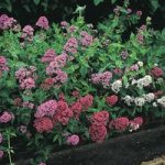 Centranthus ‘Star Ruber Mixed’