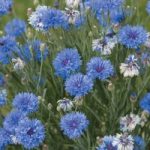 Cornflower ‘Dwarf Blue Midget’
