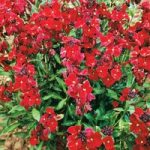 Wallflower ‘Scarlet Bedder’