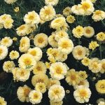 Chrysanthemum coronarium ‘Primrose Gem’