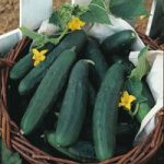 Cucumber ‘Burpless Tasty Green’ F1 Hybrid