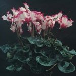Cyclamen persicum grandiflorum ‘Victoria’