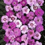 Dianthus plumarius ‘Ipswich Pinks Mixed’