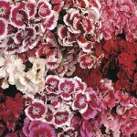 Dianthus barbatus ‘Indian Carpet Mixed’