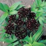 Dianthus barbatus nigrescens ‘Sooty’