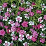 Dianthus deltoides ‘Micro Chips’