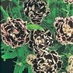 Dianthus chinensis heddewigii ‘Black And White Minstrels’
