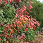 Eccremocarpus scaber ‘Anglia Hybrids Mixed’