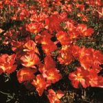 Californian Poppy ‘Strawberry Fields’