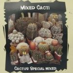 Cactus ‘Special Mixed’ – Exotic Seed Collection