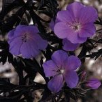 Geranium pratense ‘Purple Haze’