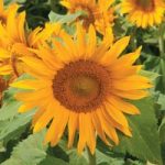 Sunflower ‘Irish Eyes’