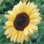 Sunflower ‘Valentine’
