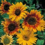 Sunflower ‘Autumn Time’