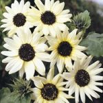 Sunflower ‘Italian White’