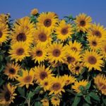 Sunflower ‘Dwarf Yellow Spray’