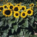 Sunflower ‘Little Dorrit’ F1 Hybrid