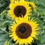 Sunflower ‘Choco Sun’