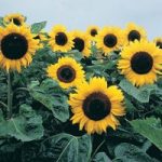 Sunflower ‘Elite Sun’ F1 Hybrid