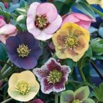 Hellebore ‘Winter Flowering Hybrid Mix Improved’