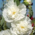 Hollyhock ‘Chater’s Double Icicle’