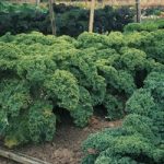 Kale ‘Dwarf Green Curled’