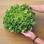 Lettuce ‘Salad Bowl’ (Loose-Leaf)