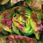 Lettuce ‘Yugoslavian Red’ (Butterhead)
