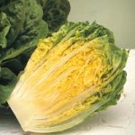 Lettuce ‘Winter Gem’ (Cos)
